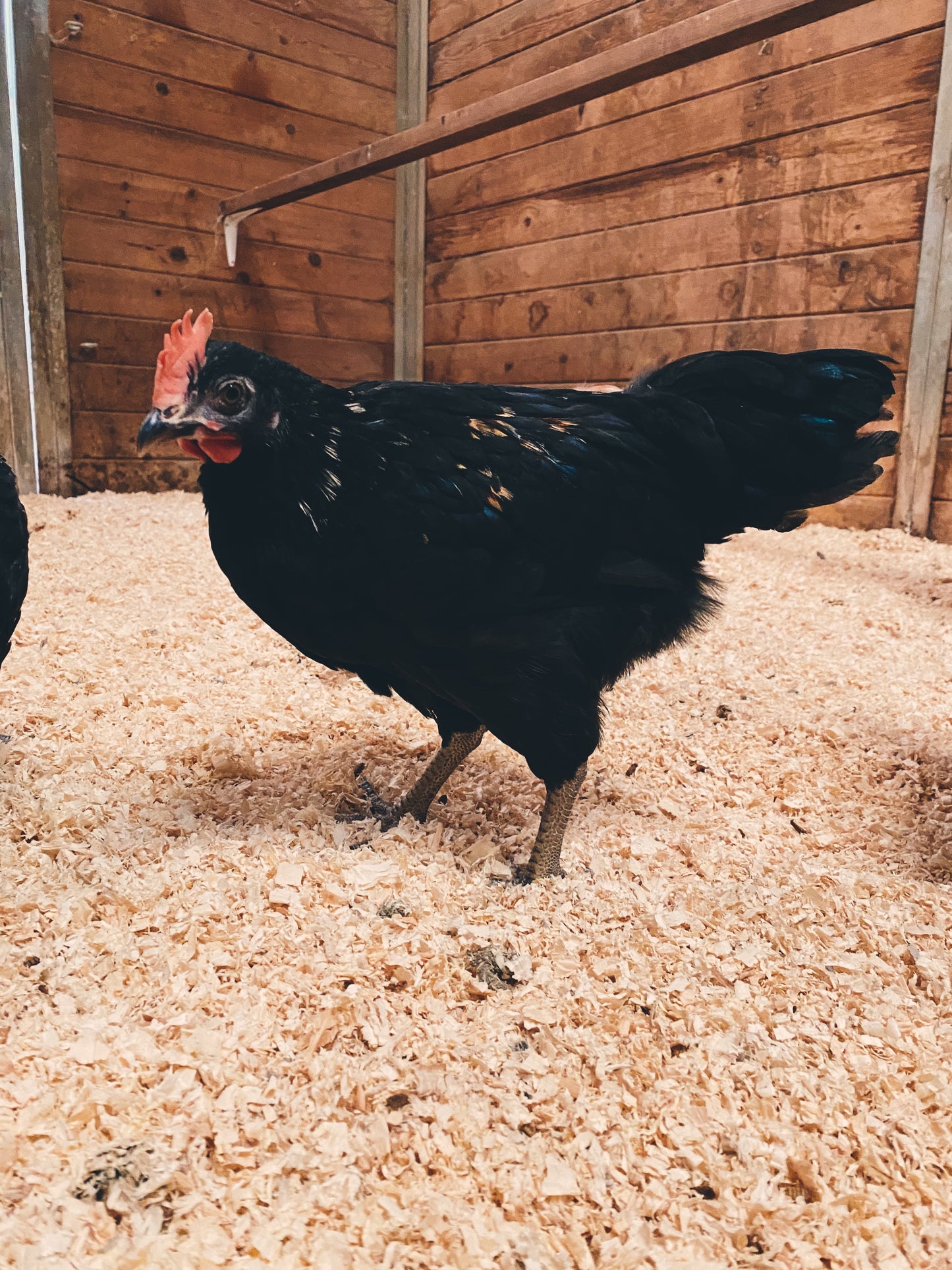 6-12 week Coop Ready Chickens
