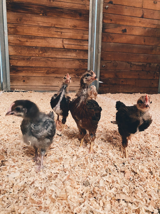 2-6 week old Chicks