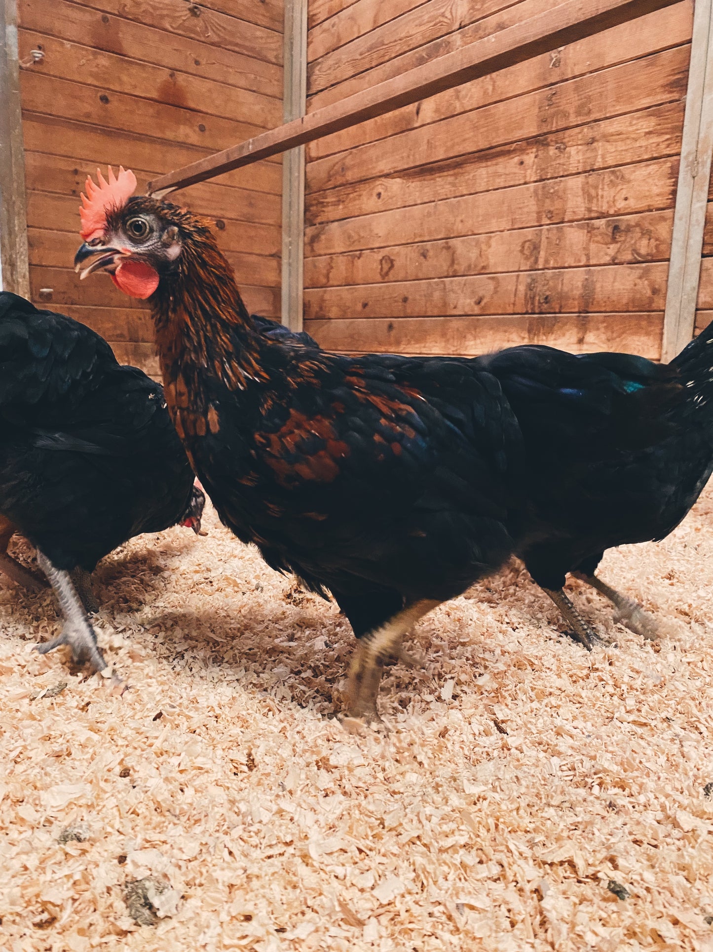 6-12 week Coop Ready Chickens