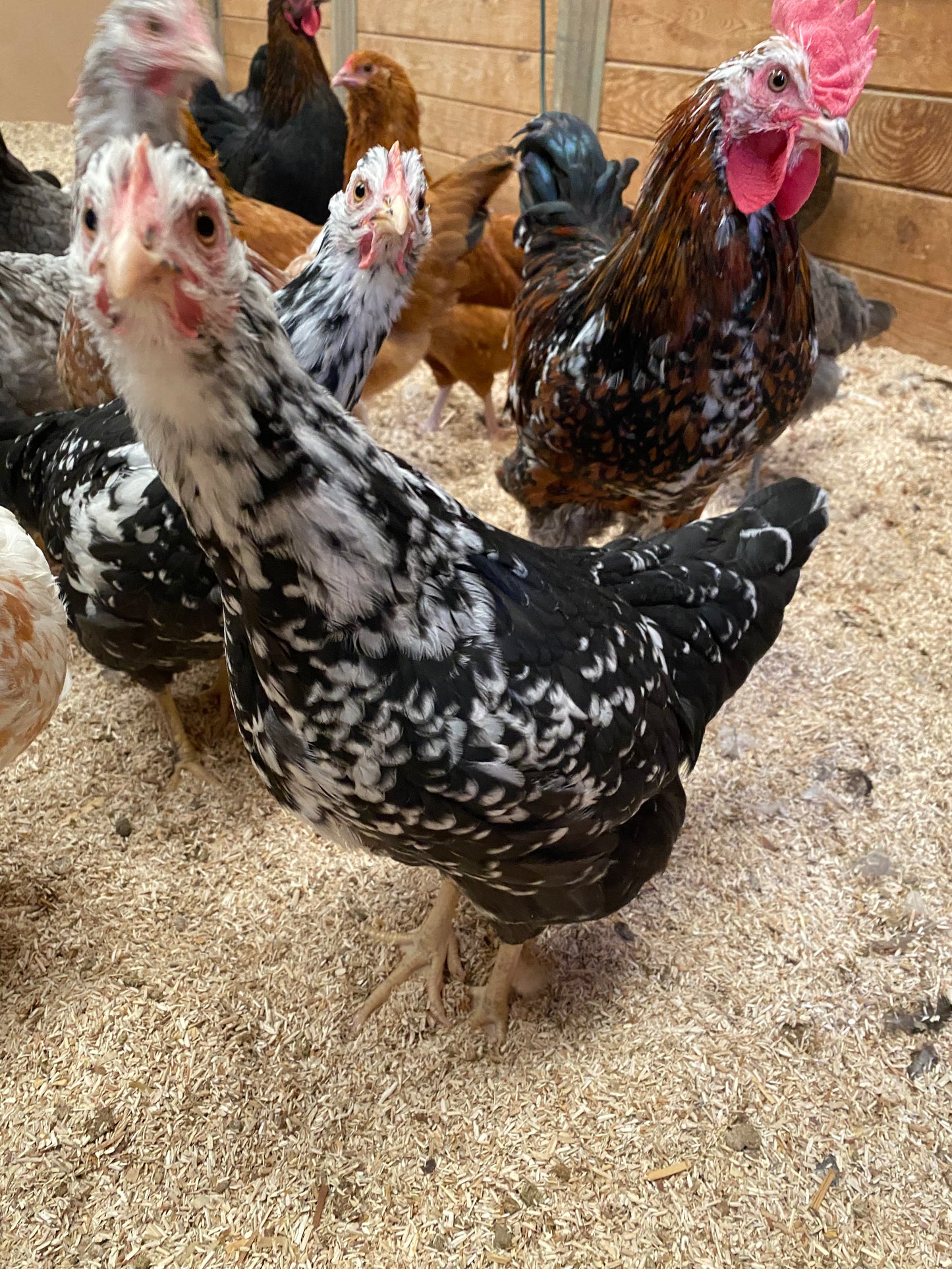 13-20 Week Old Chickens