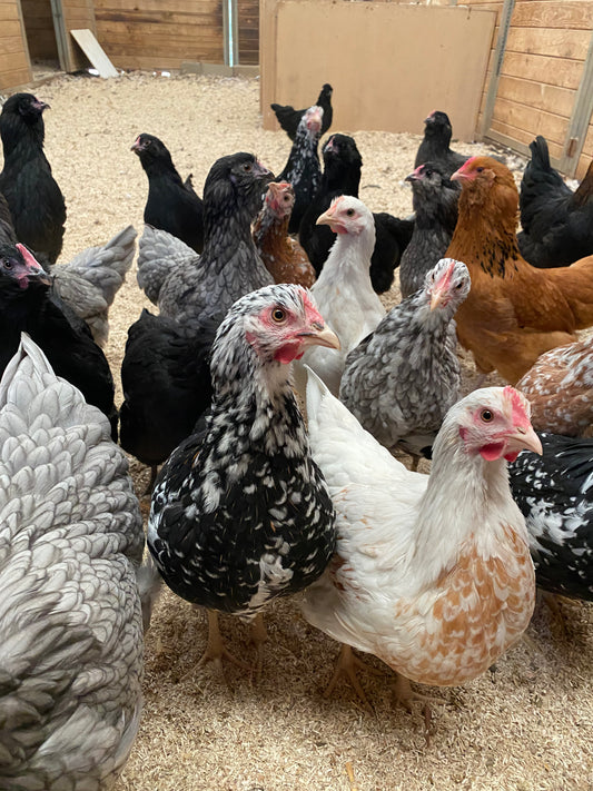 13-20 Week Old Chickens