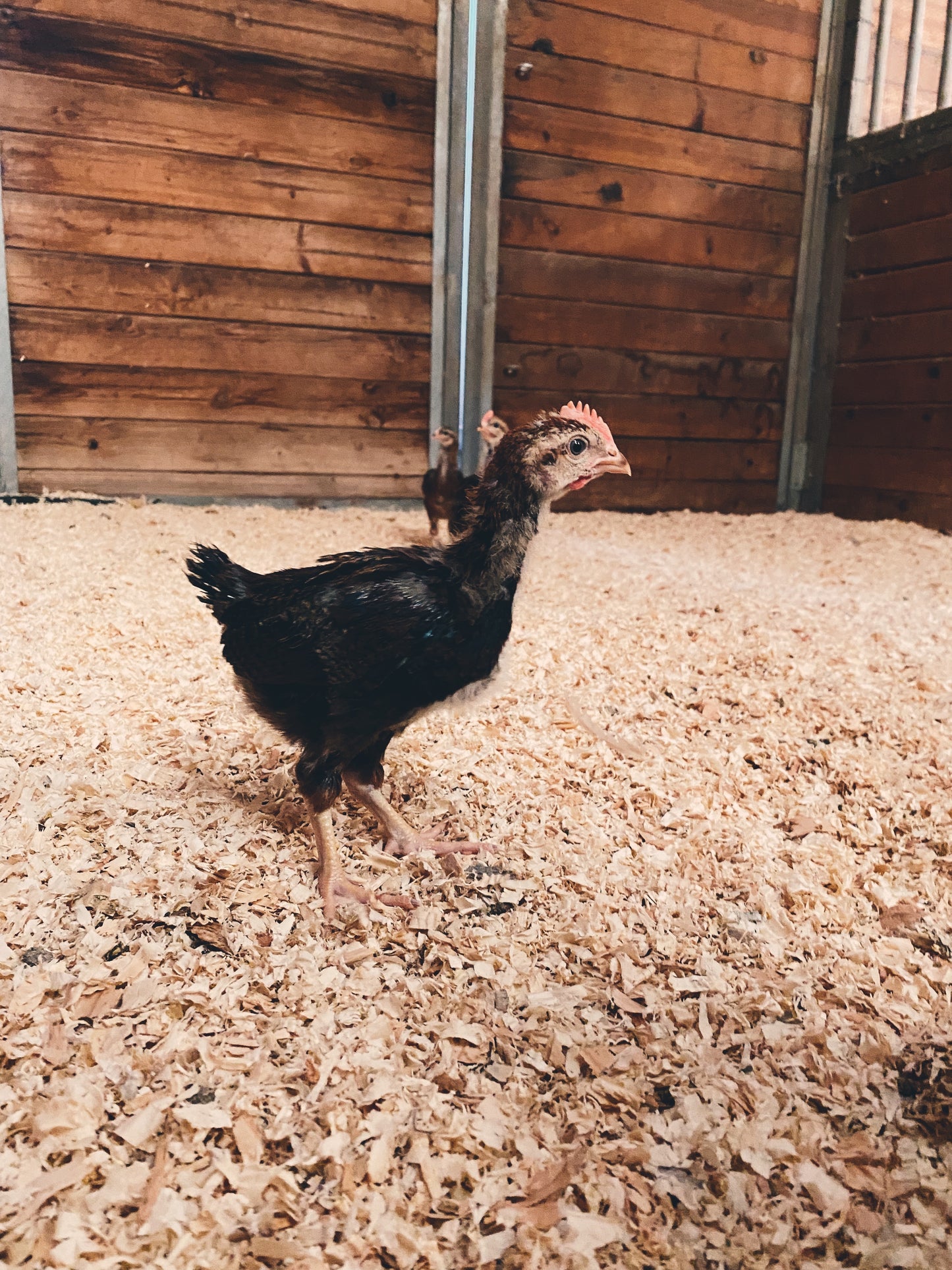 2-6 week old Chicks