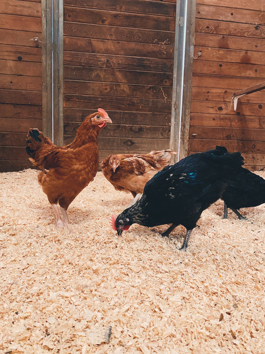 6-12 week Coop Ready Chickens