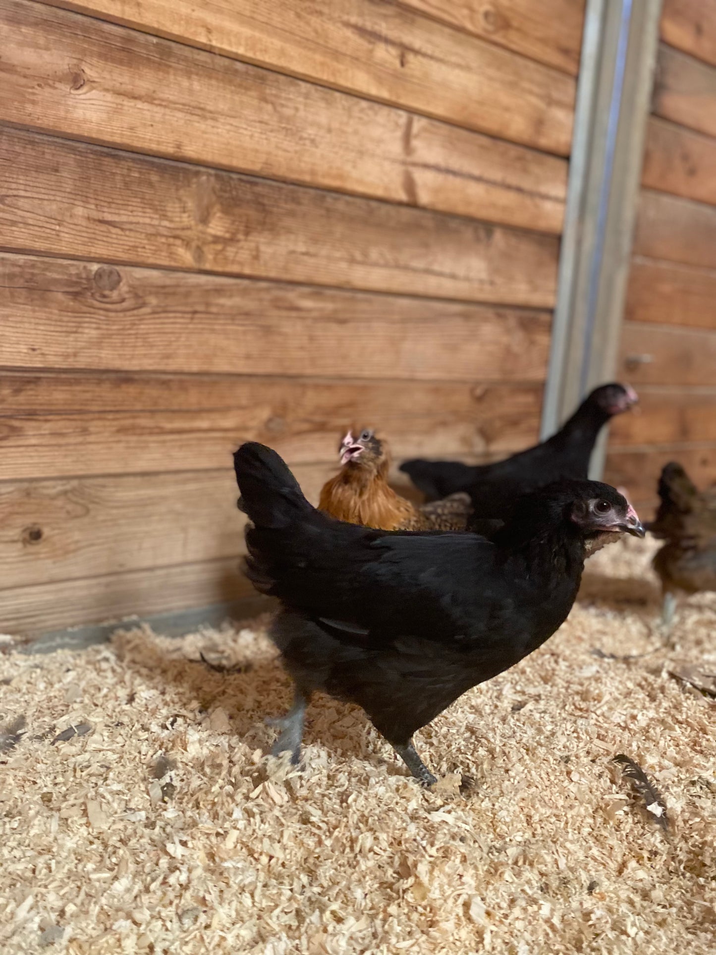 13-20 Week Old Chickens