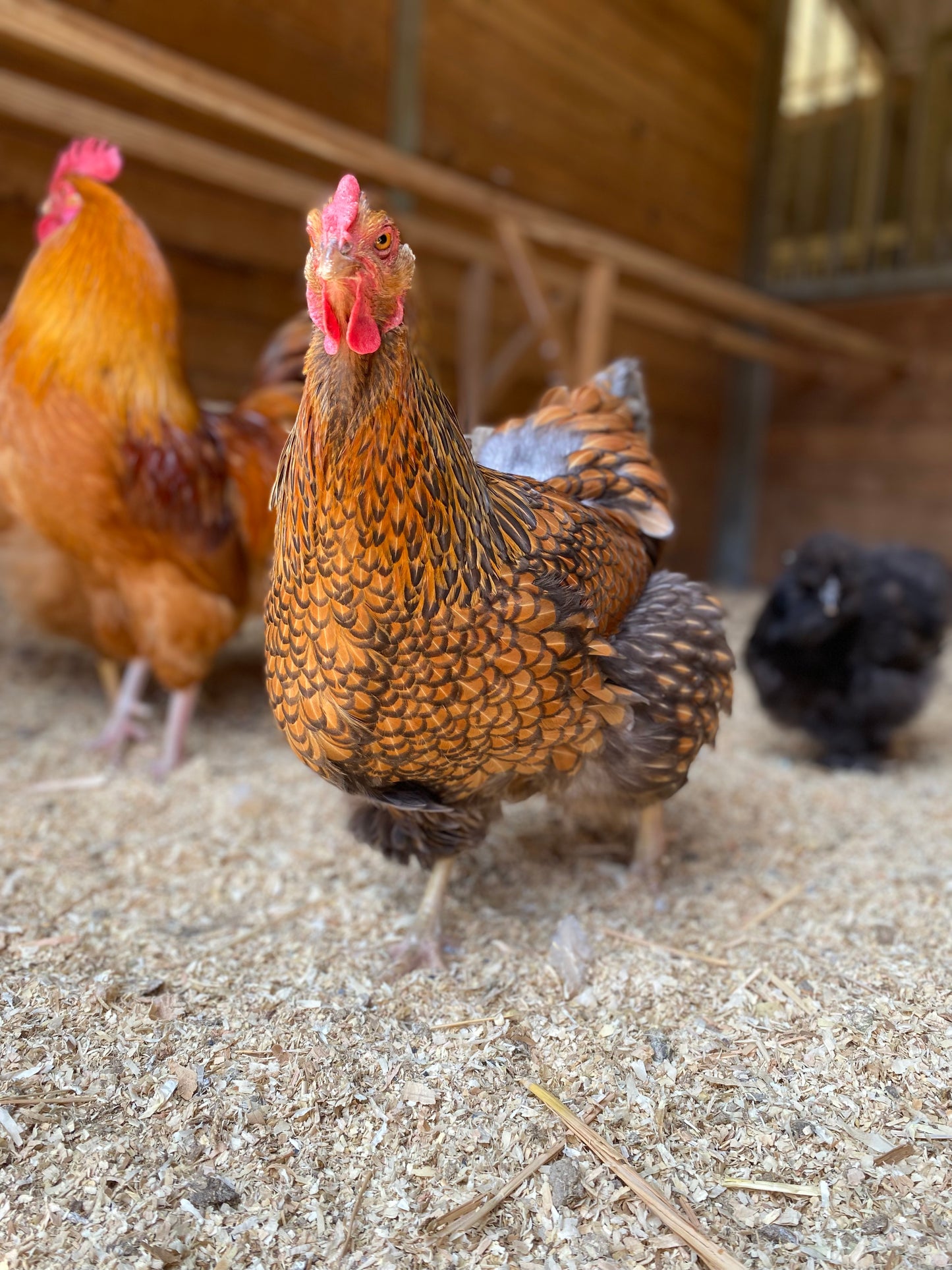 Barnyard Mix Hatching Eggs