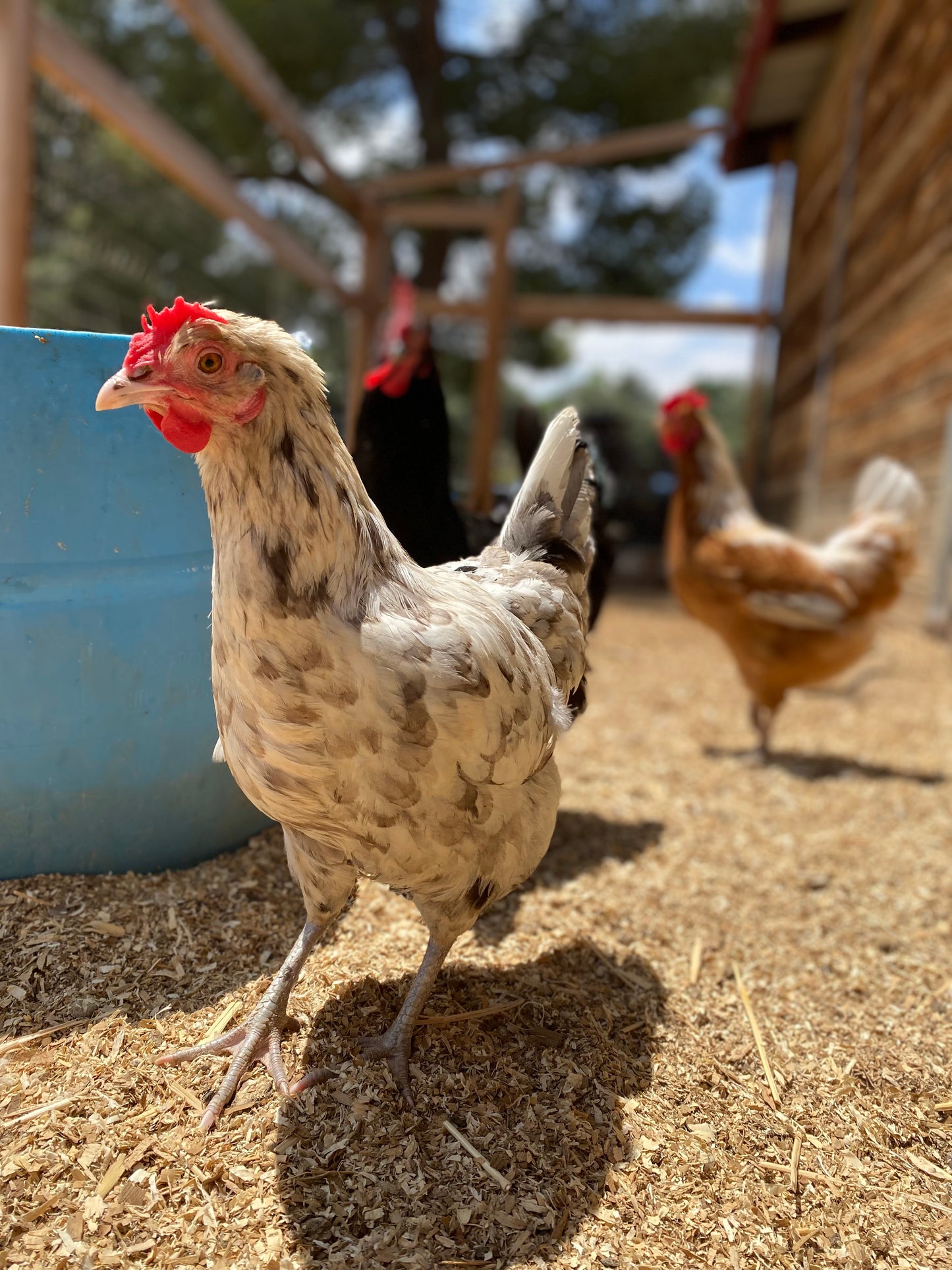 Barnyard Mix Hatching Eggs