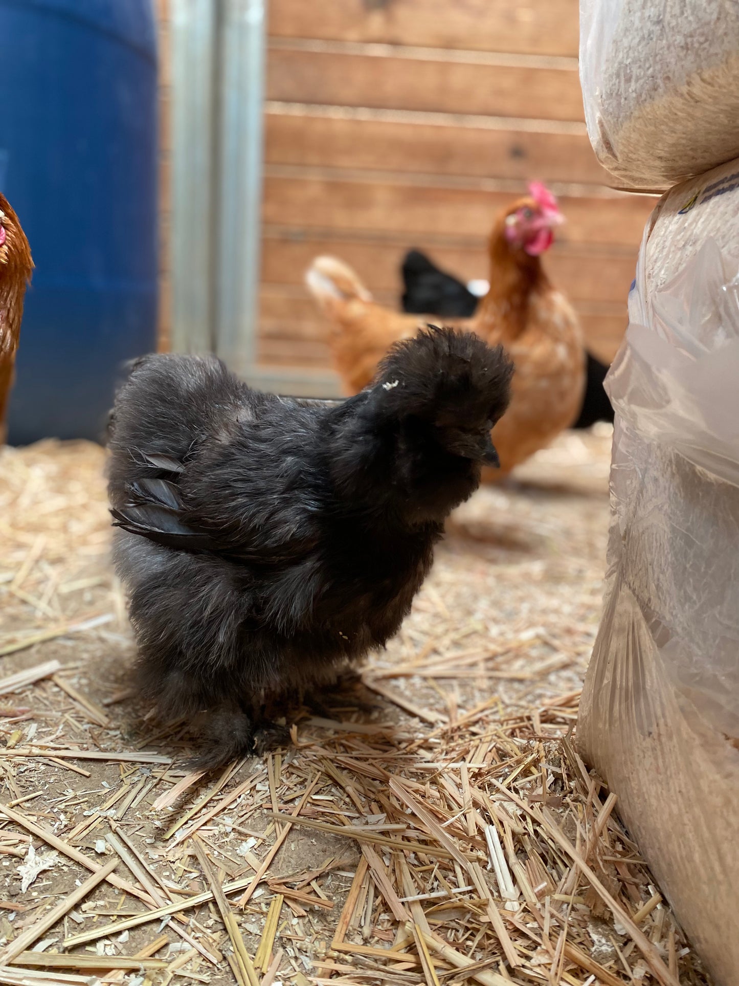 Barnyard Mix Hatching Eggs