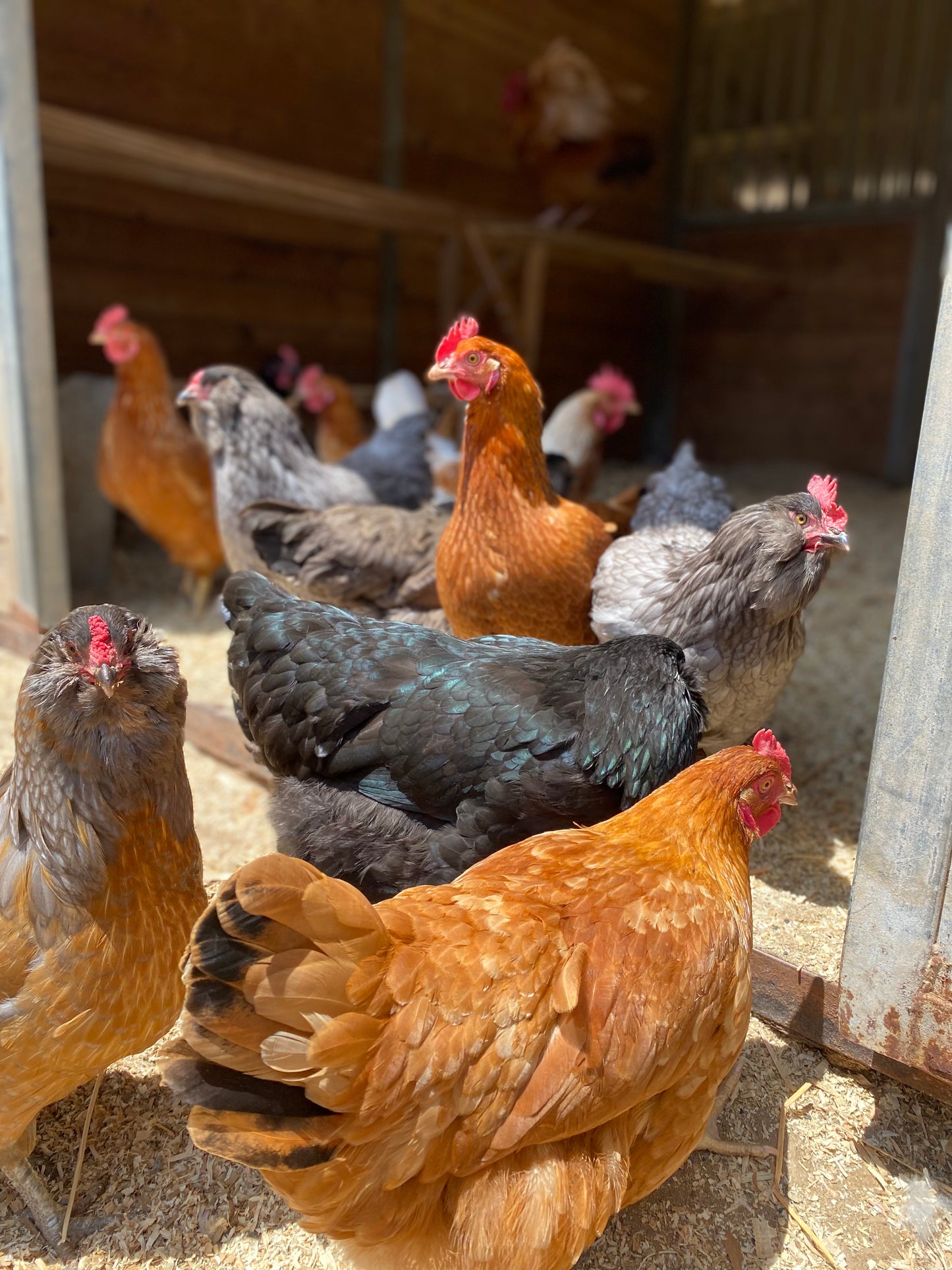 Barnyard Mix Hatching Eggs