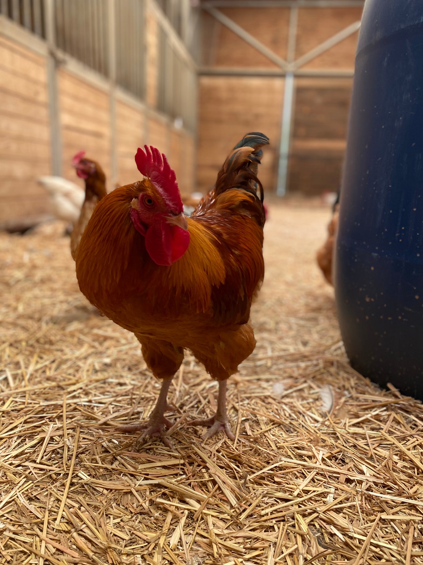 Barnyard Mix Hatching Eggs