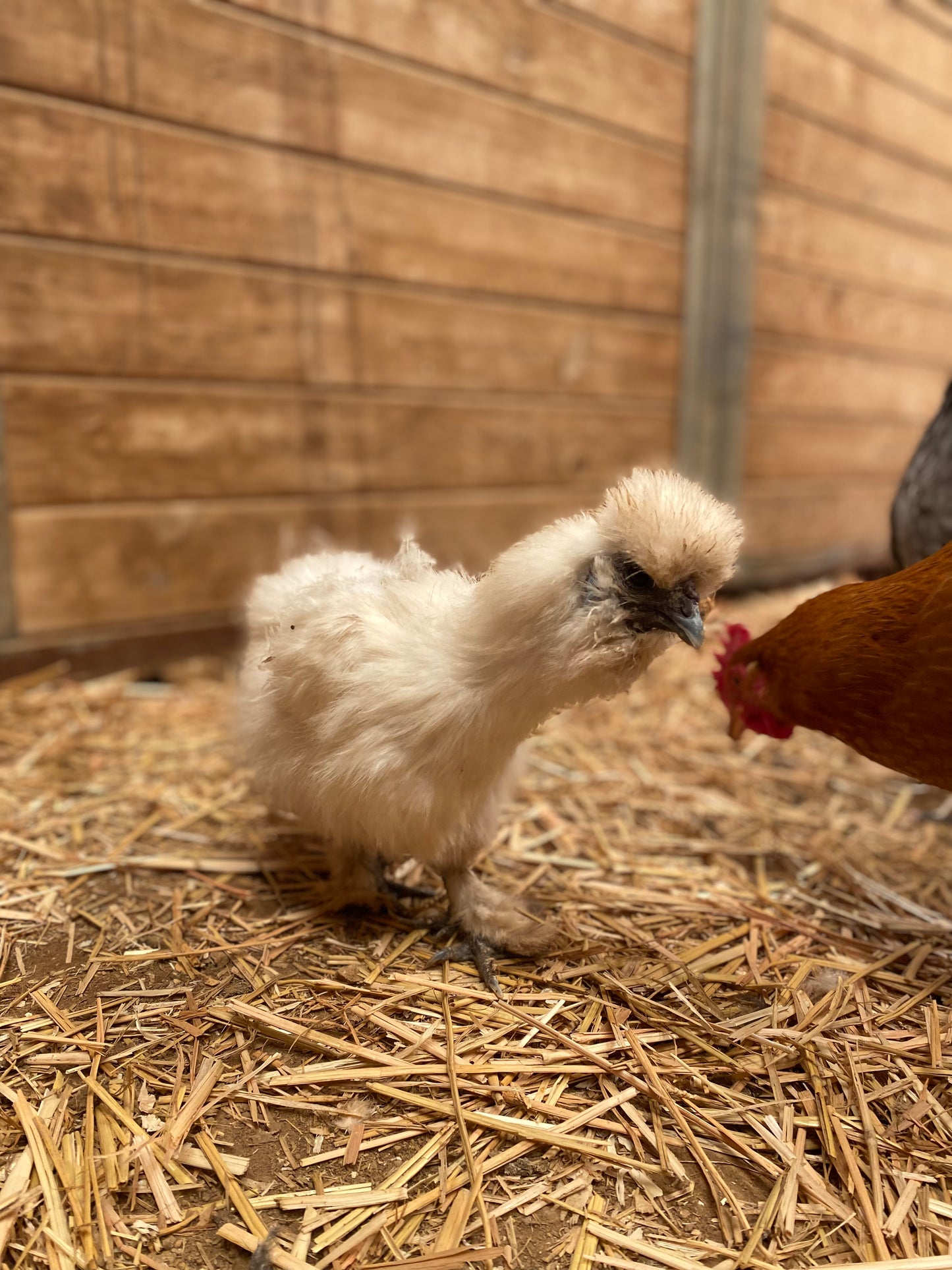 Barnyard Mix Hatching Eggs