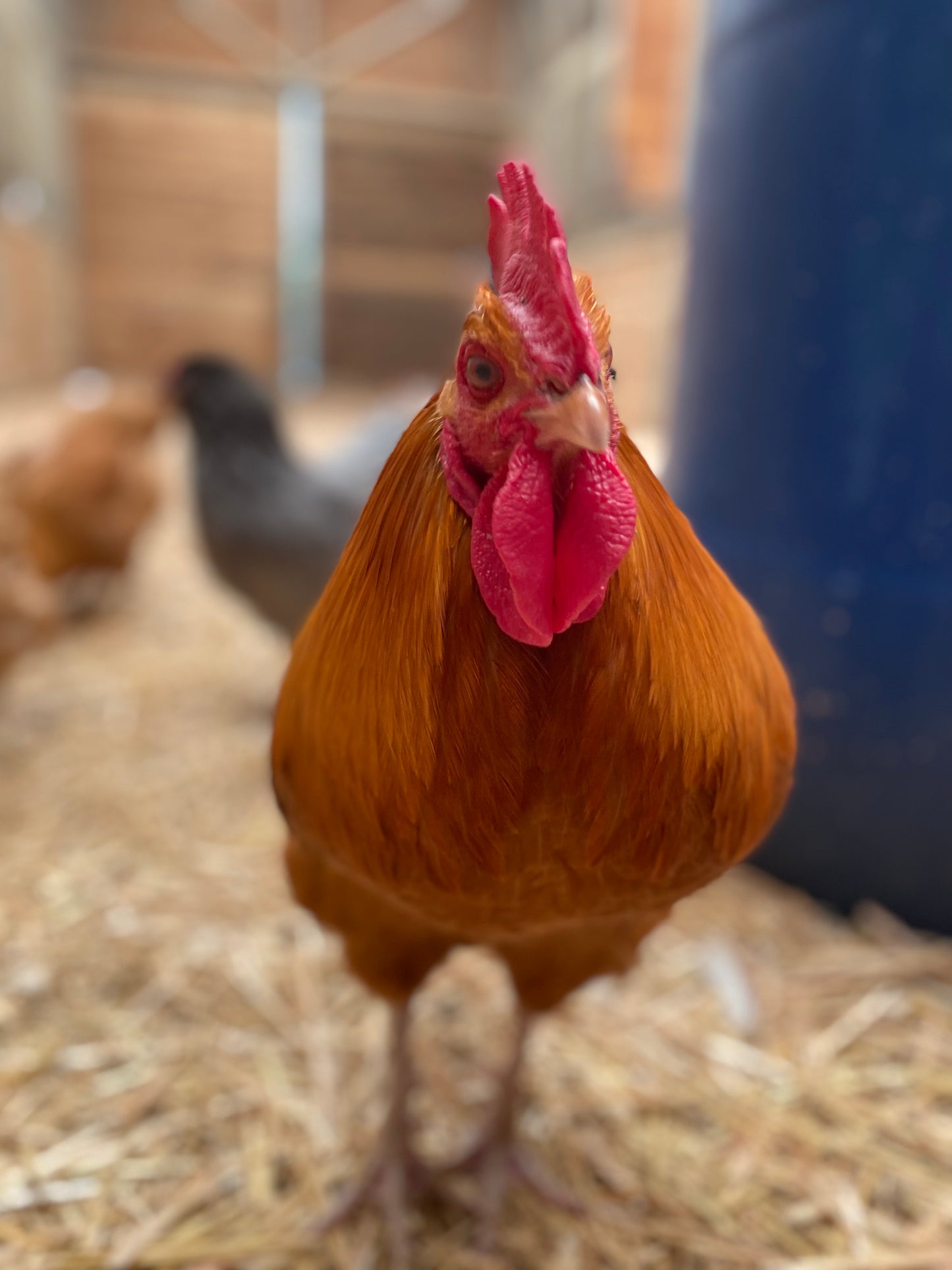 Barnyard Mix Hatching Eggs