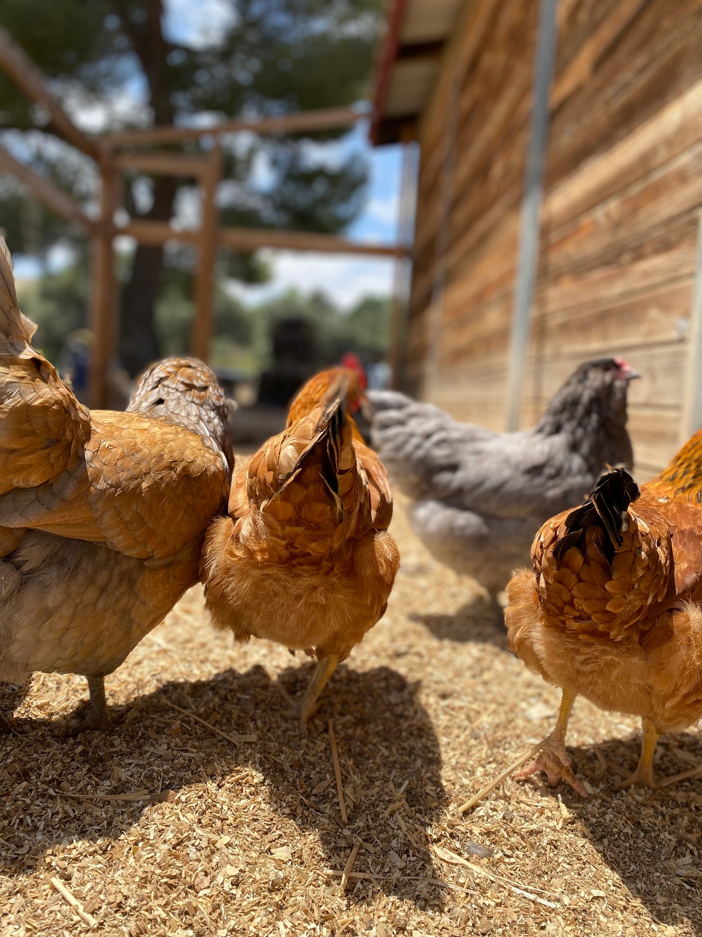 13-20 Week Old Chickens